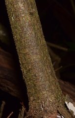 Bauhinia ungulata