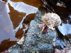 Fusitriton oregonensis