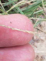 Chloris andropogonoides
