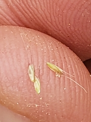 Chloris andropogonoides