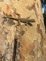 Anolis distichus