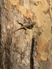 Anolis distichus