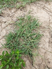 Chloris andropogonoides