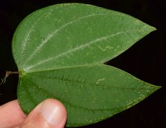 Bauhinia ungulata