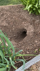 Oryctolagus cuniculus