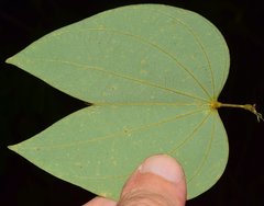 Bauhinia ungulata