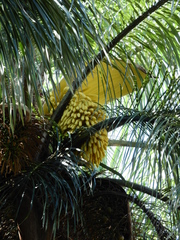 Arecaceae