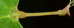 Bauhinia ungulata