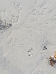 Alopochen aegyptiaca