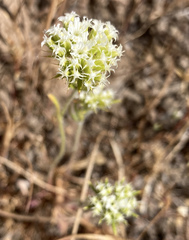 Chorizanthe stellulata