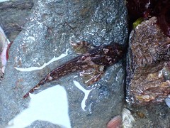 Artedius harringtoni