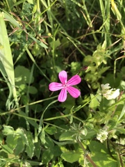 Silene ungeri
