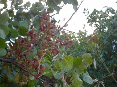 Pistacia vera