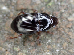 Amara consularis