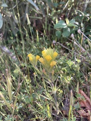 Castilleja lacera