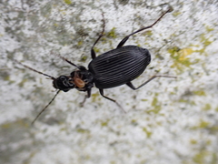 Limodromus