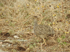 Nothoprocta cinerascens