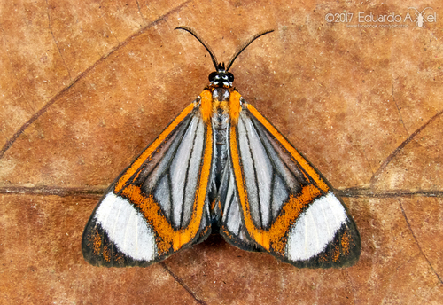 Hyalurga leucophlebia · iNaturalist