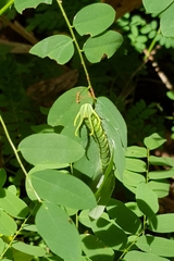 Polyura hebe