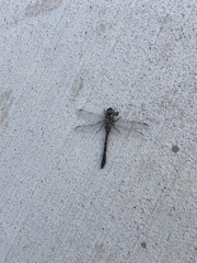 Gomphaeschna antilope