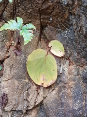 Begonia integrifolia