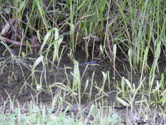 Lilaeopsis carolinensis