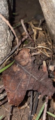 Magnoliopsida