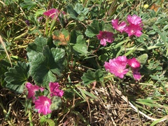 Sidalcea malviflora malviflora