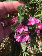 Sidalcea malviflora malviflora