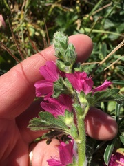 Sidalcea malviflora malviflora