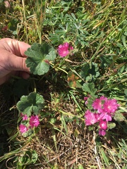 Sidalcea malviflora malviflora