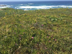 Sidalcea malviflora malviflora