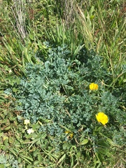 Eschscholzia californica maritima