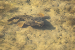 Ogcocephalus cubifrons