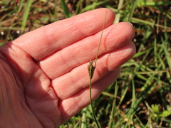 Carex unilateralis