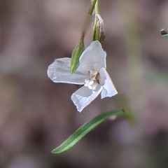 Clarkia epilobioides