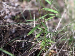 Clarkia epilobioides