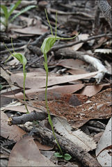 Pterostylis pedoglossa