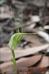 Pterostylis pedoglossa