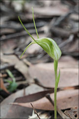 Pterostylis pedoglossa