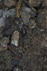 Barypeithes pellucidus