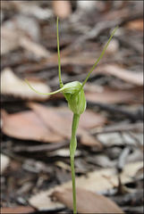 Pterostylis pedoglossa