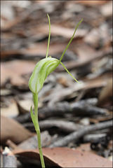 Pterostylis pedoglossa