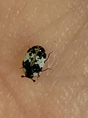 Anthrenus thoracicus