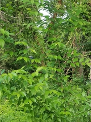 Angiospermae