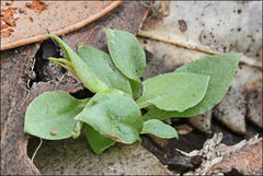 Pterostylis pedoglossa