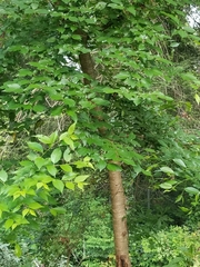 Angiospermae