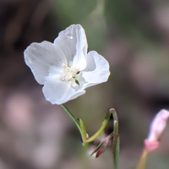 Clarkia epilobioides