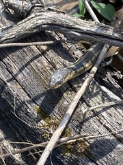 Thamnophis sirtalis