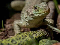 Timon lepidus ibericus